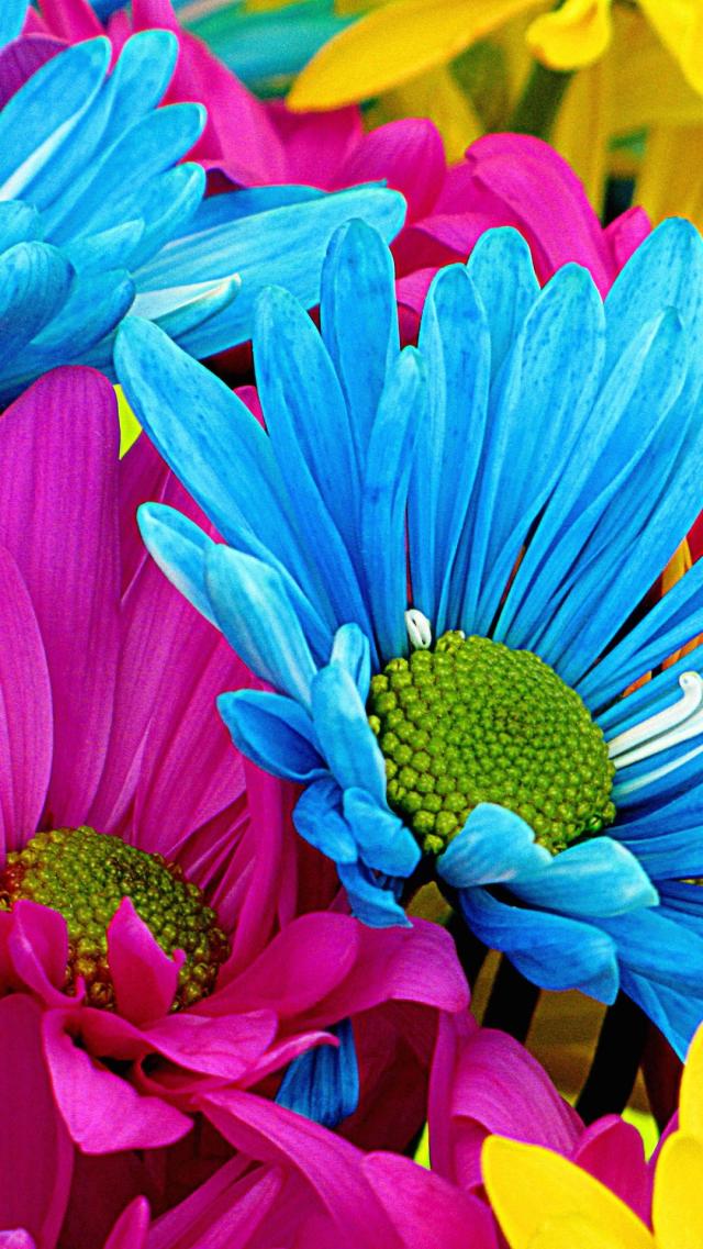 Vibrant Primary Color Flowers