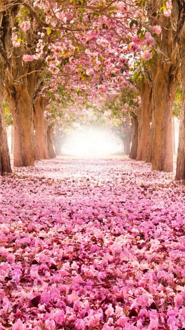 The Path of Flowers