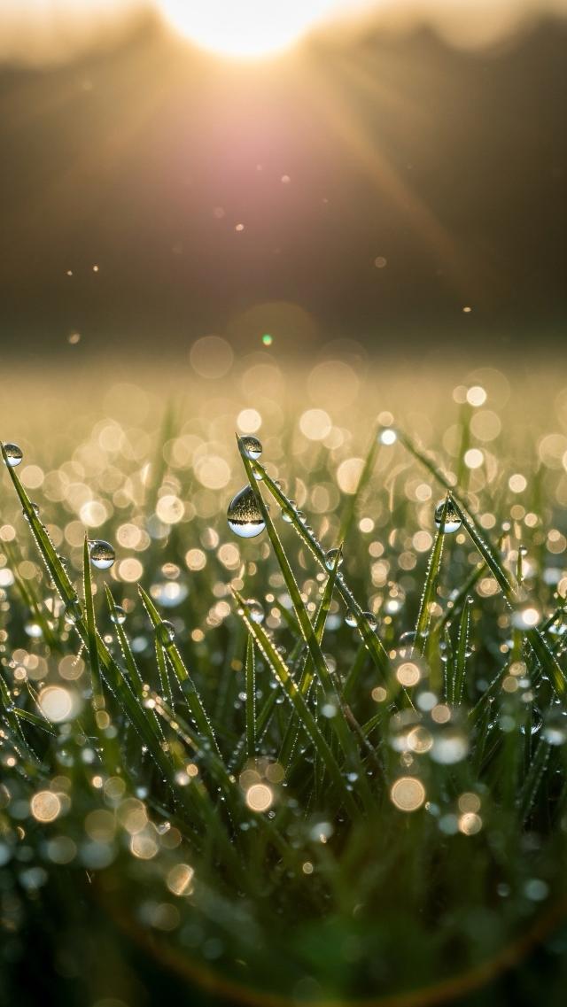 Glistening Morning Dew