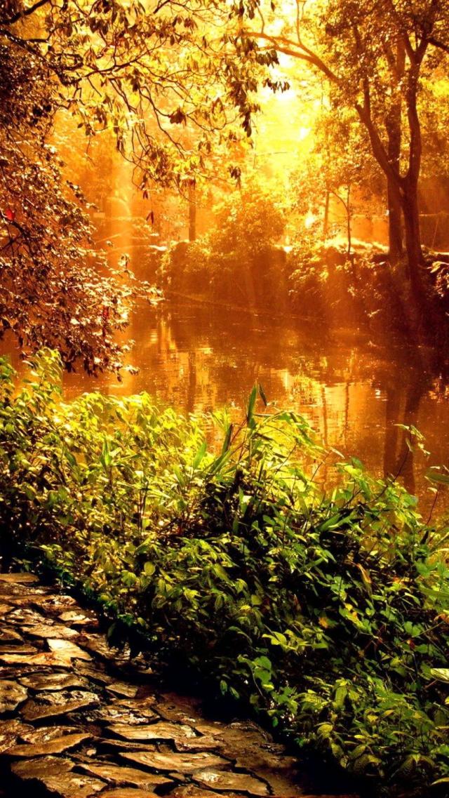 Shining Golden Forest