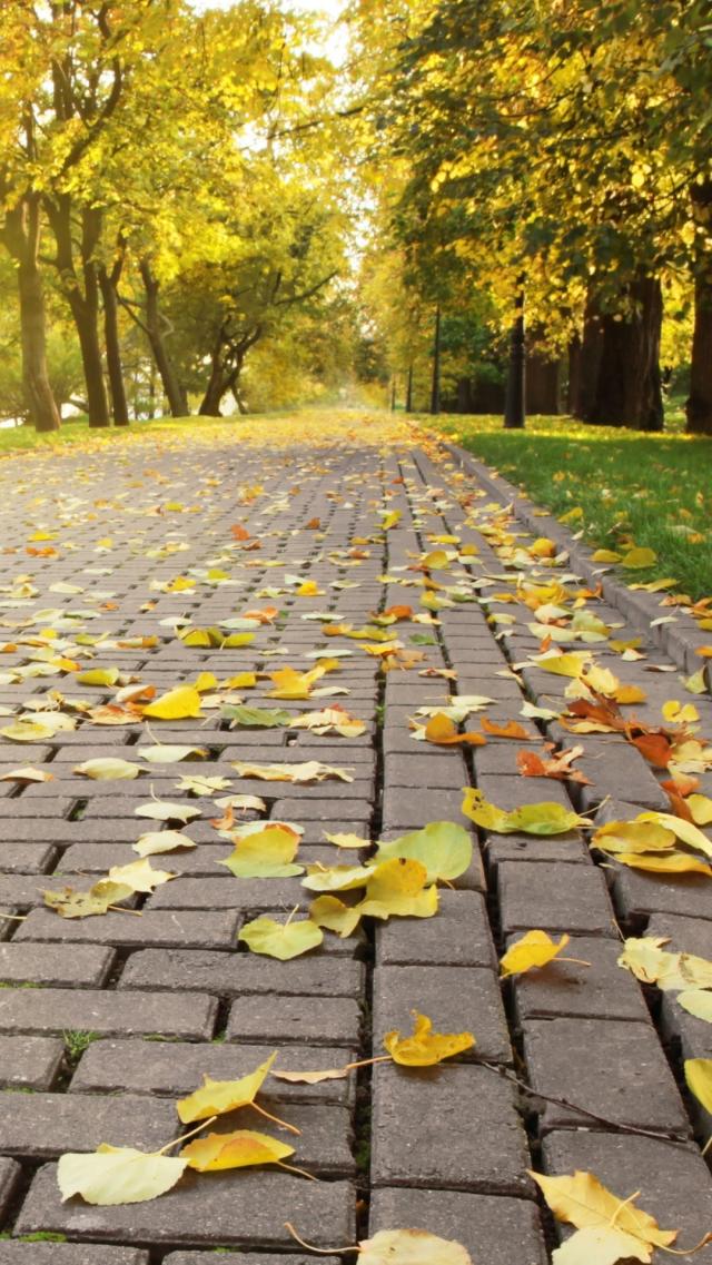 Ginkgo Leaves Falling