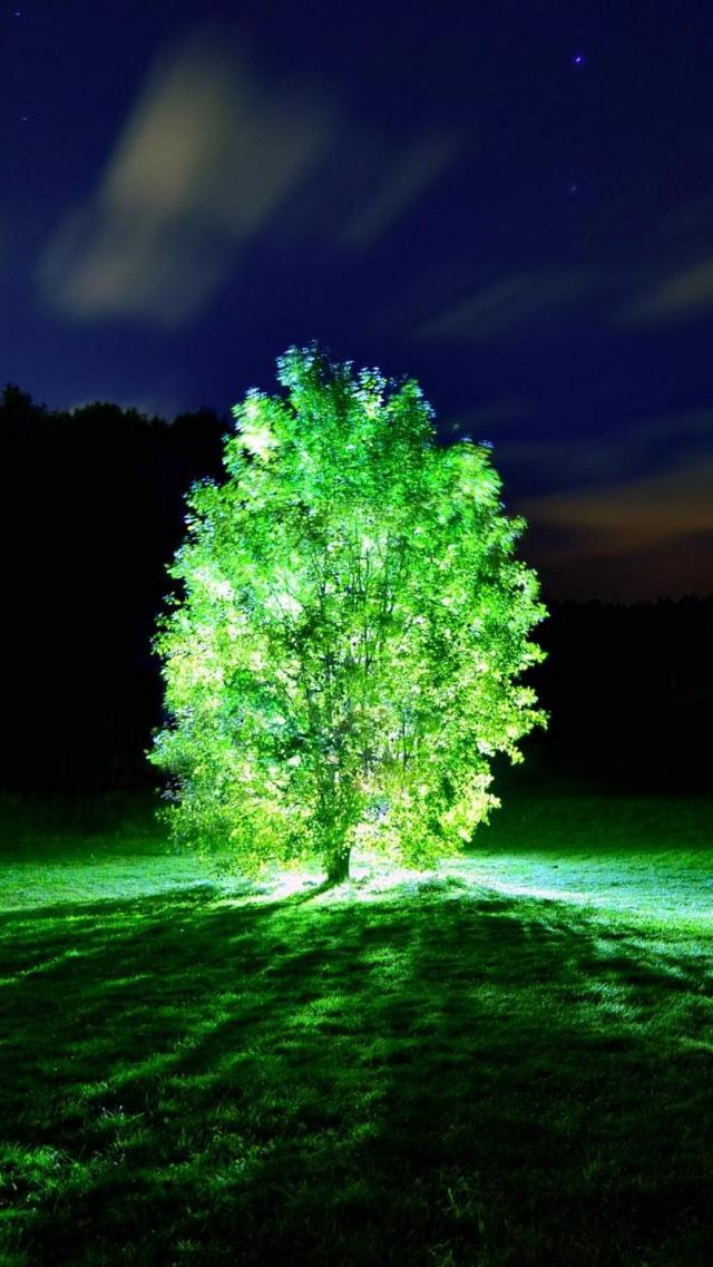 Glowing Tree in the Dark Night
