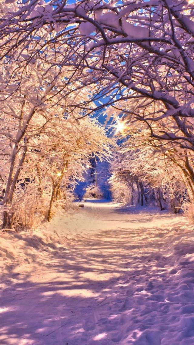 Winter Forest Enveloped in White Snow