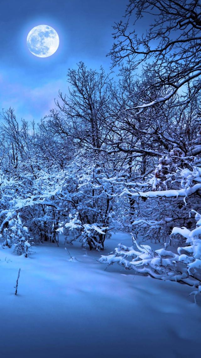 Forest in the Moonlit Night Enveloped by Snow