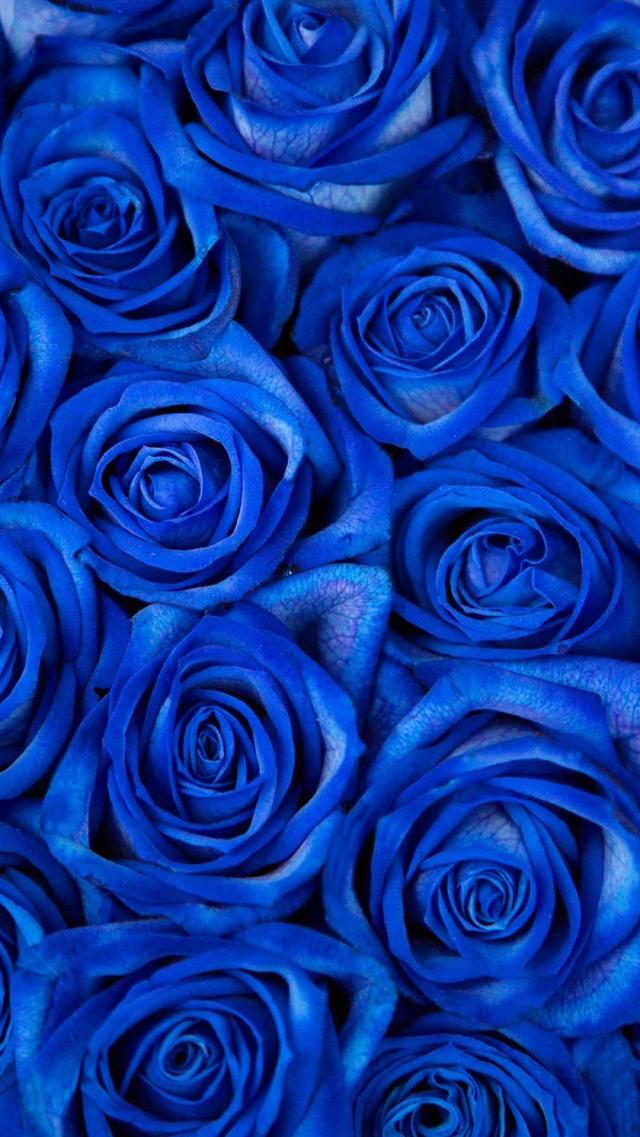 Blue Rose