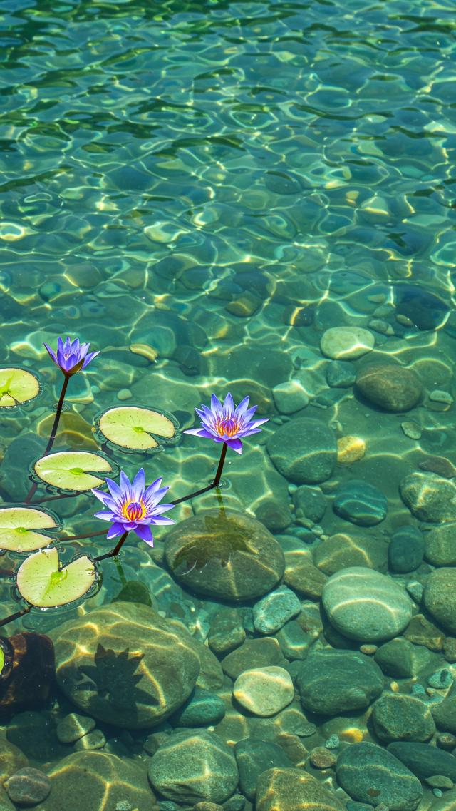 Blue Water Lily and Clear Pond