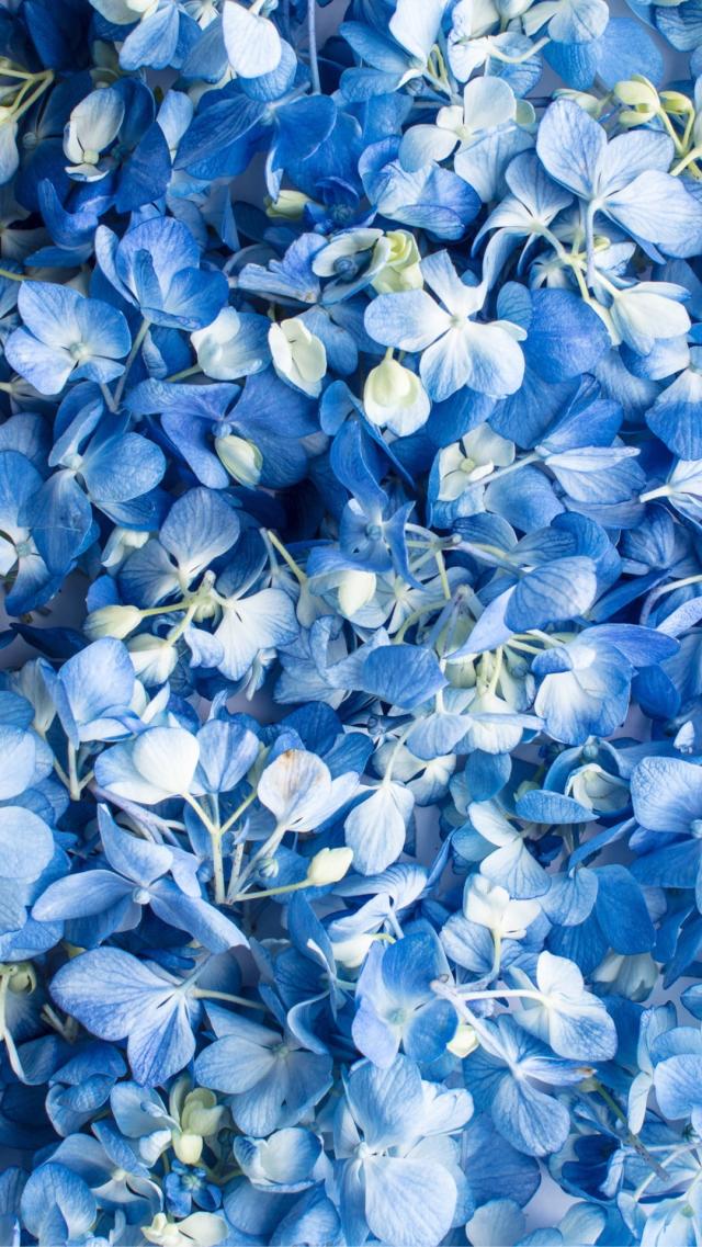 Blue Flowers