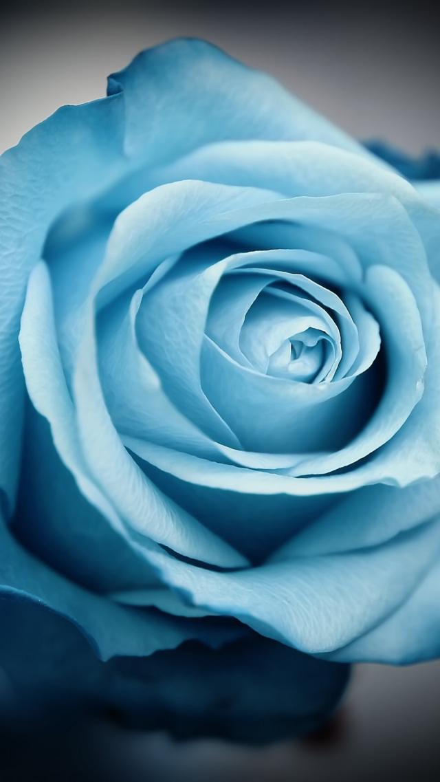 Blue Rose