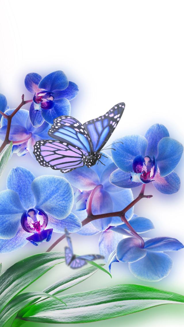 Blue Butterfly and Flowers