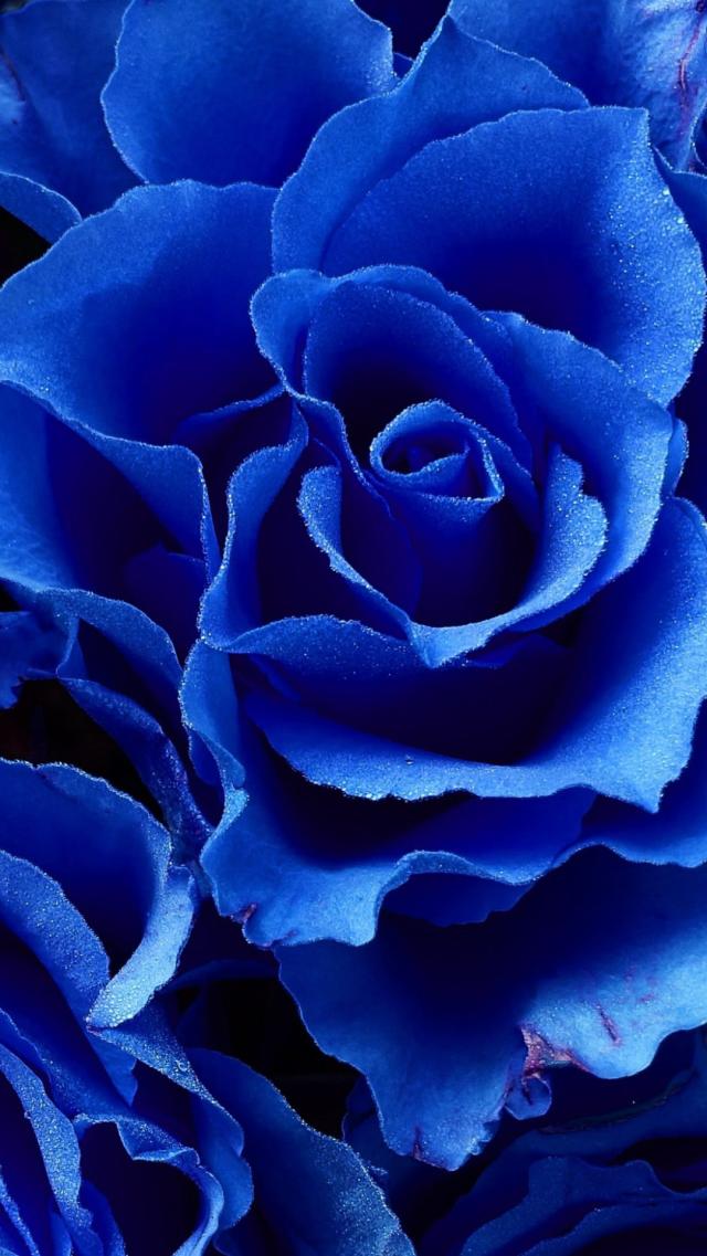 Blue Rose