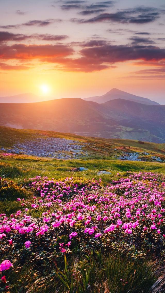 高原花田 高清壁纸