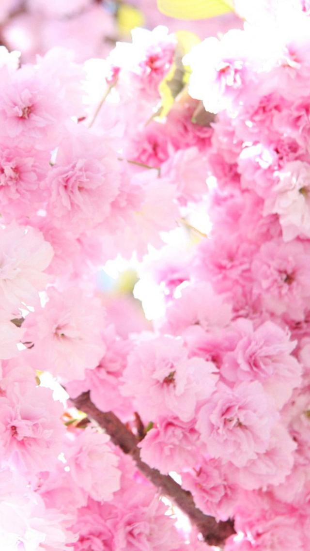 Vibrant Pink Cherry Blossoms