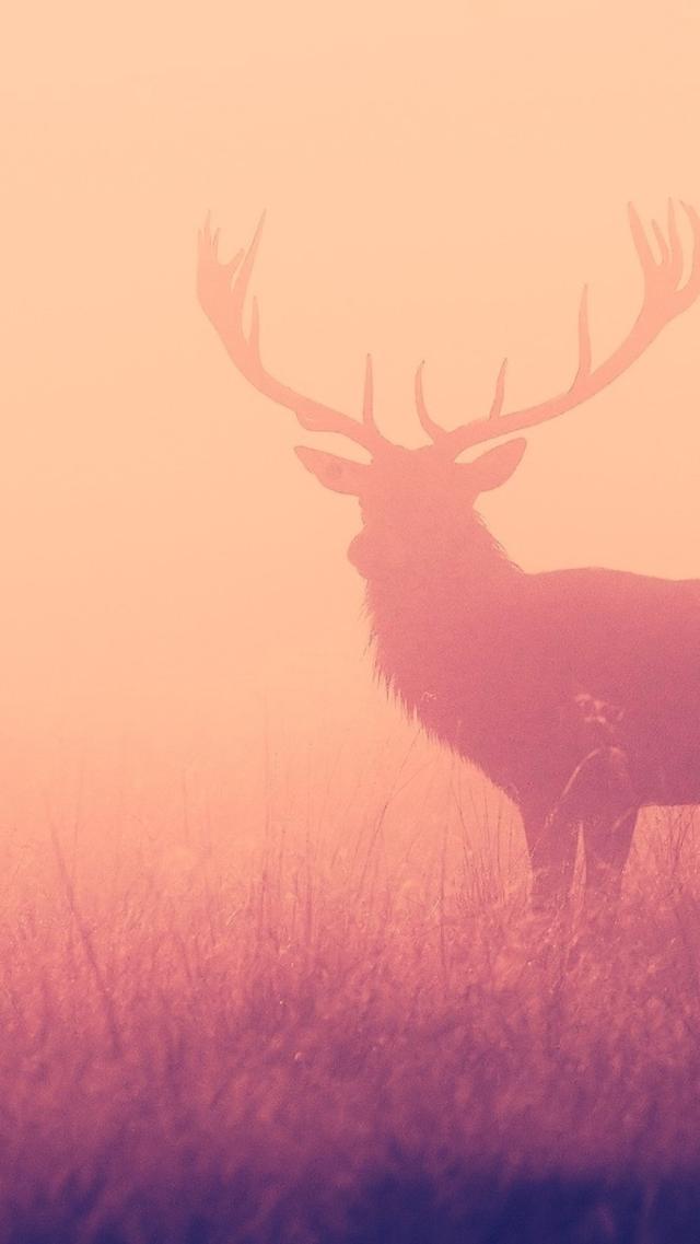 Silhouette of a Deer