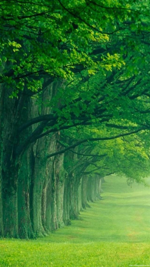 NatureWallpaper