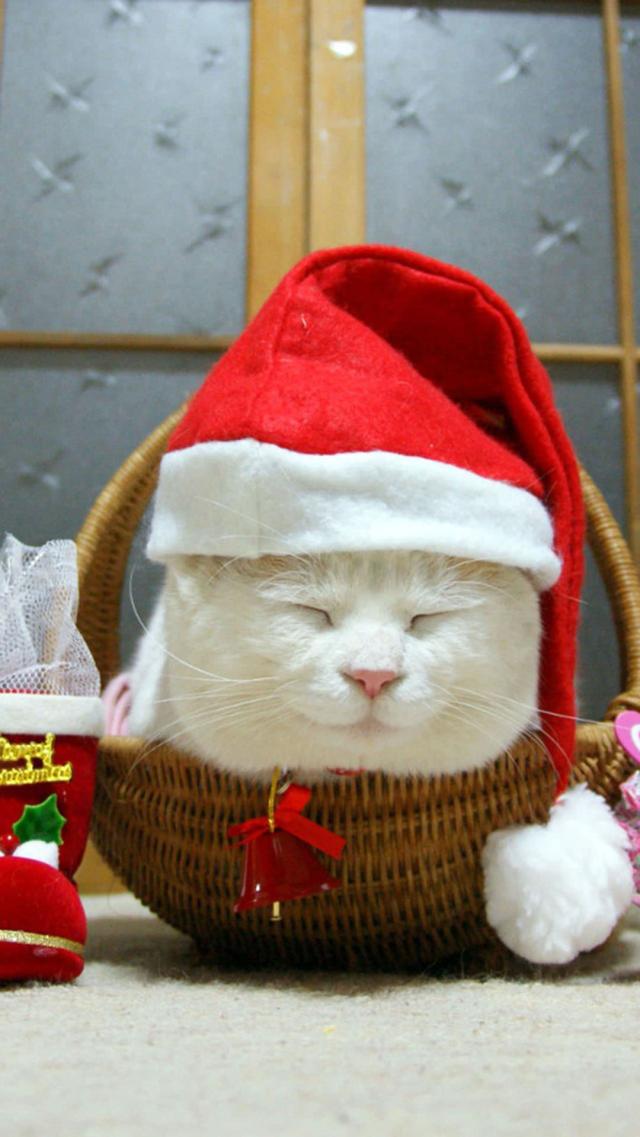 Cute Christmas Cat