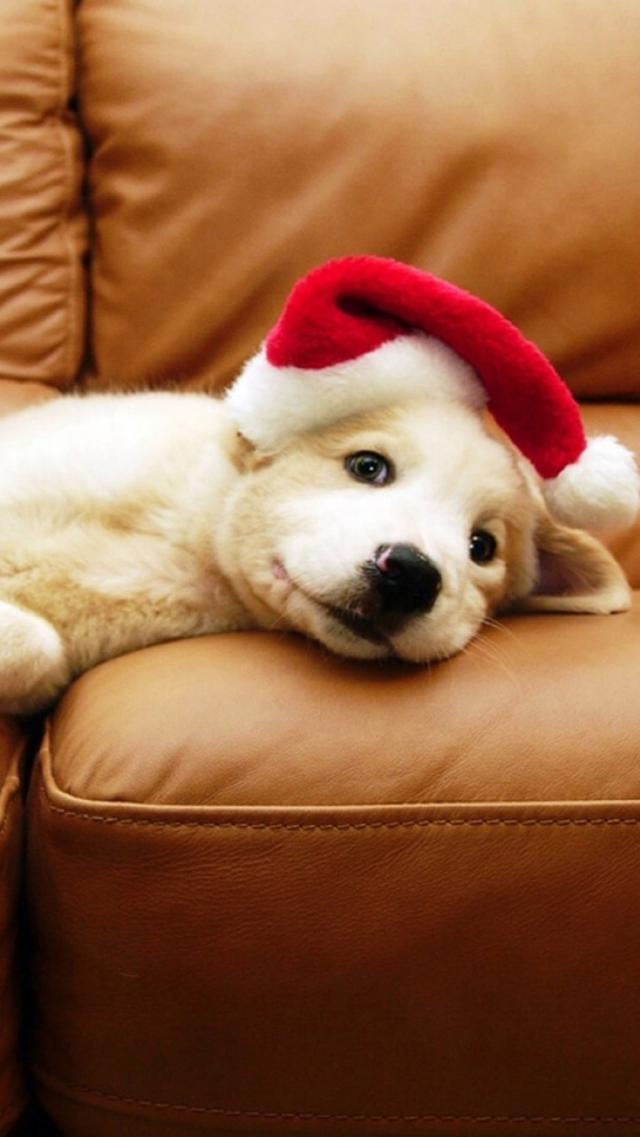 Puppy's Christmas