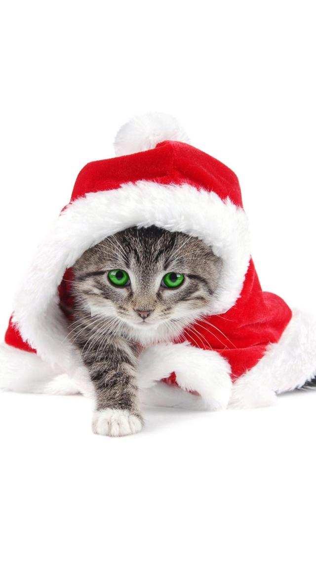Kitten(Christmas)