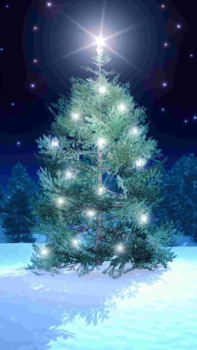 Christmas Tree Shining with Starlight