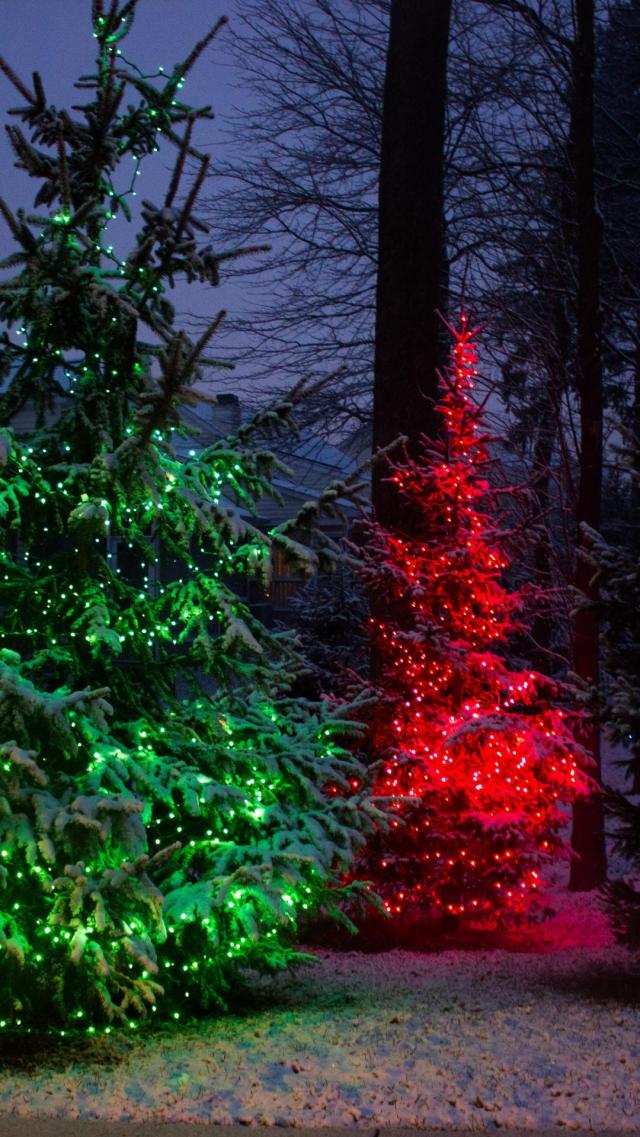 Fir Tree Illuminated by Red and Green Lights