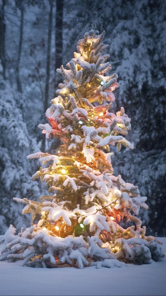 Christmas Tree Enveloped in Snow