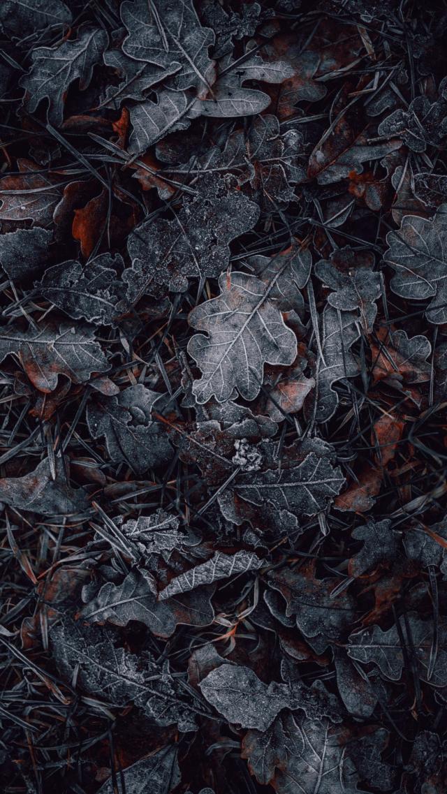 Winter's Falling Leaves