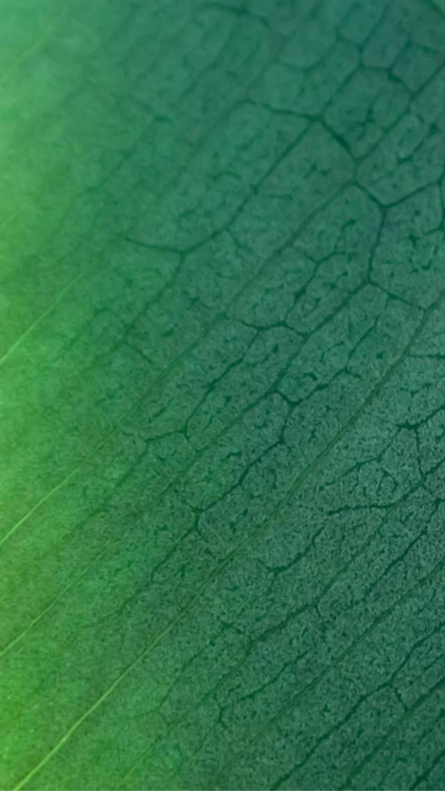 Leaf Surface