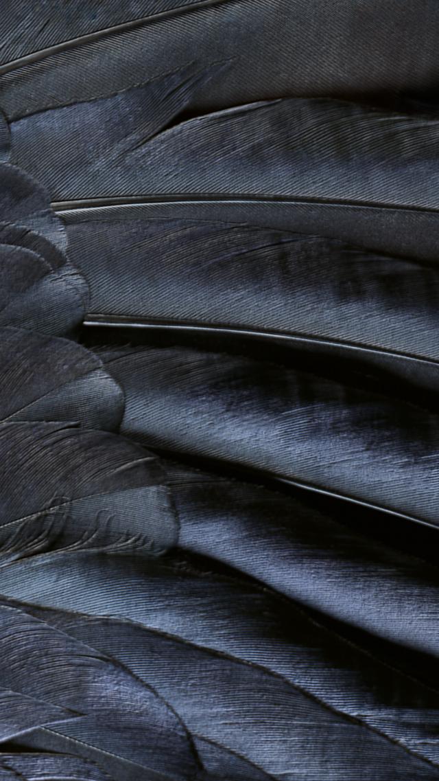 Black Feather iPhone Wallpaper