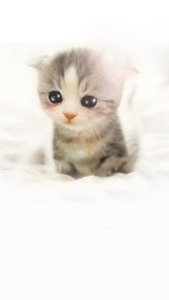 Super Cute Kitten