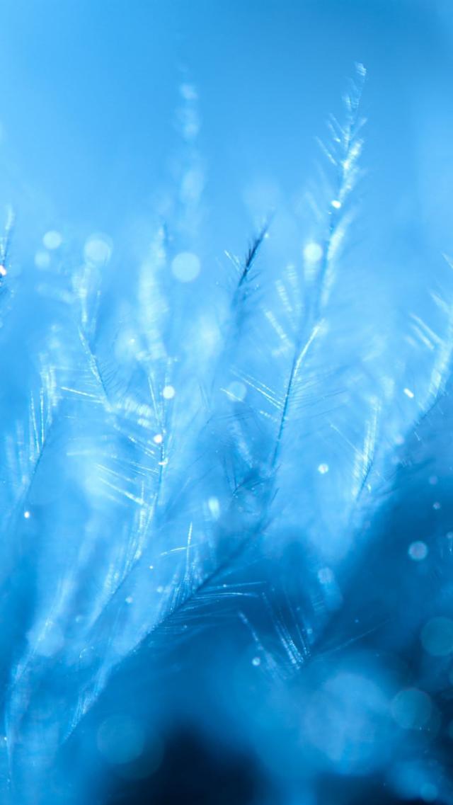Feathers of Ice