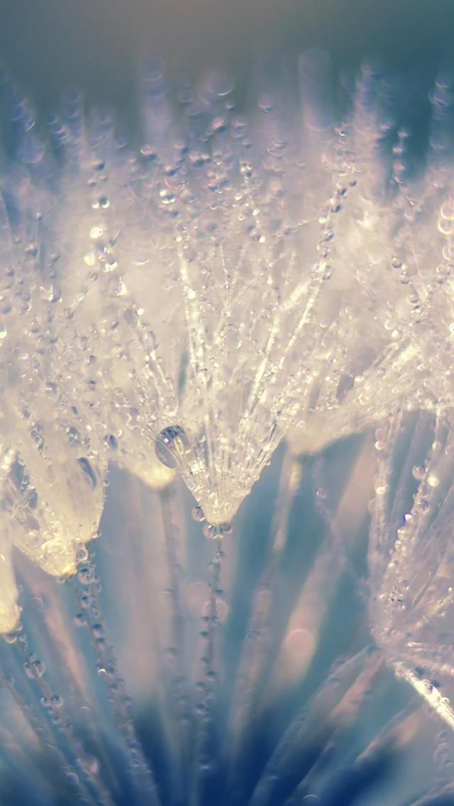 Glowing Dandelion Fluff