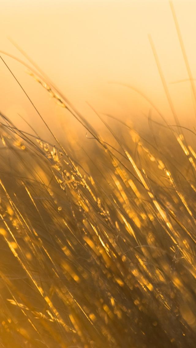Shining Golden Nature