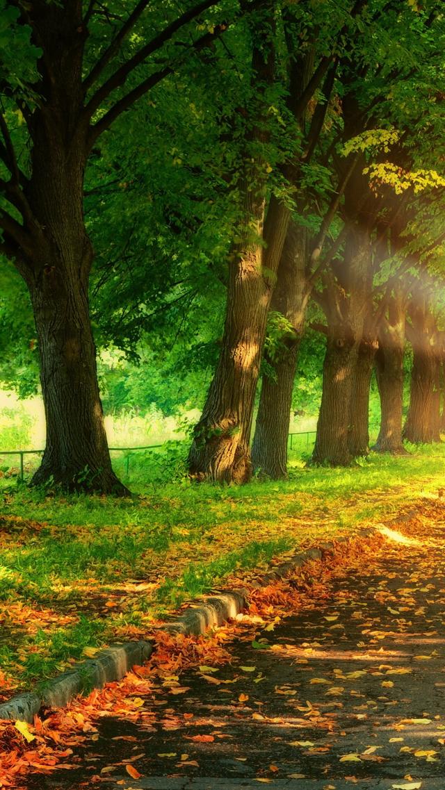 Avenue with Tree Lining