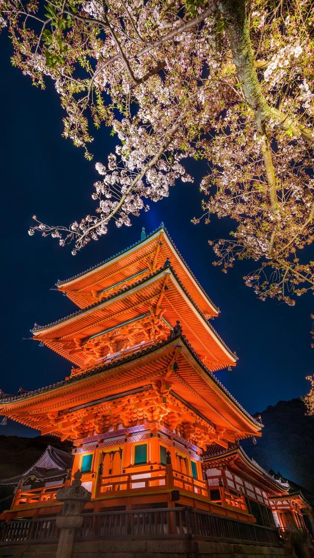 Night Cherry Blossoms at Kiyomizu Temple in Kyoto