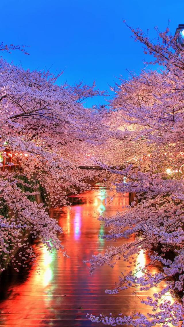 Night Cherry Blossoms by the River