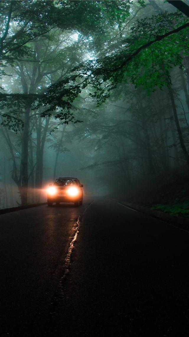 Path in the Dark Forest