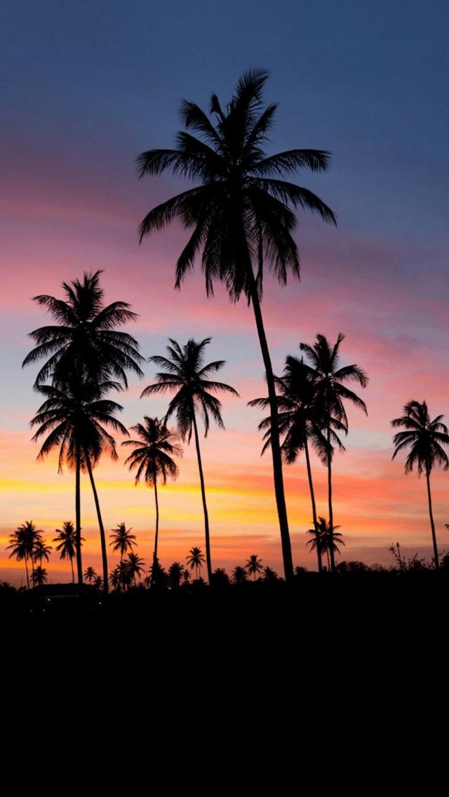 Silhouette of Coconut Trees