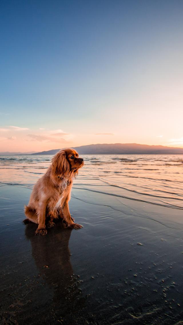Dog Standing by the Seaside