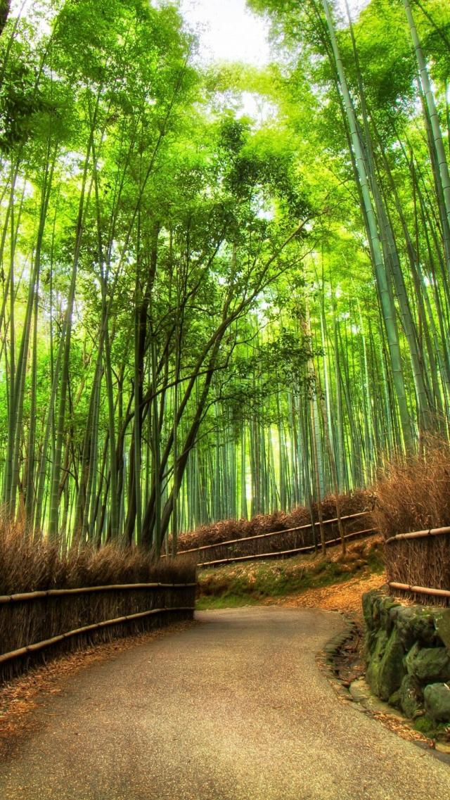 Cool Bamboo Forest