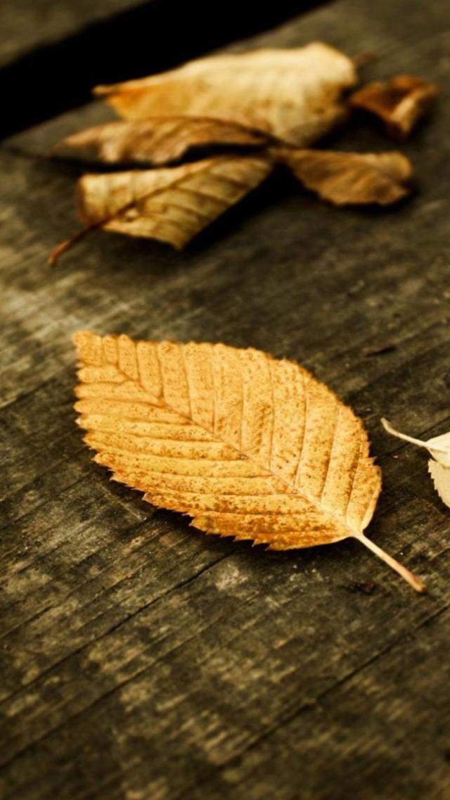 Autumn Falling Leaves