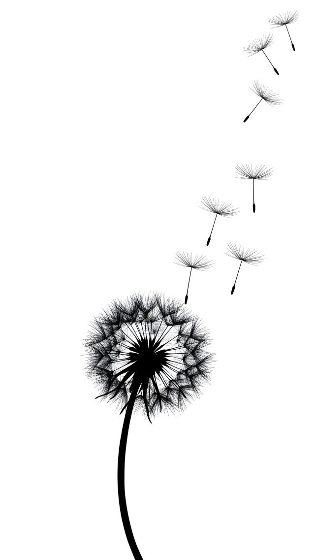 たんぽぽの綿毛-モノトーン