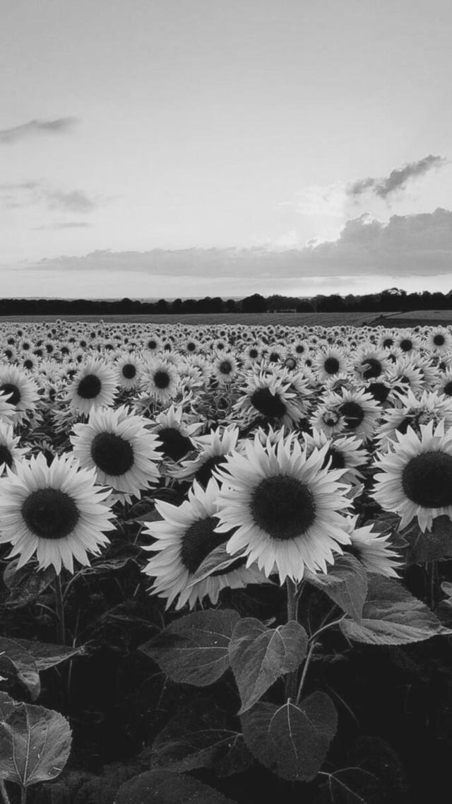 Sunflower Monochrome Photo