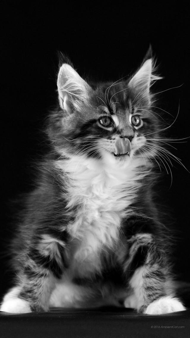 毛茸茸的猫 动物苹果手机壁纸