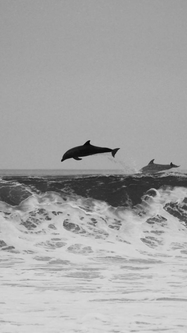 Dolphin(Monochrome)