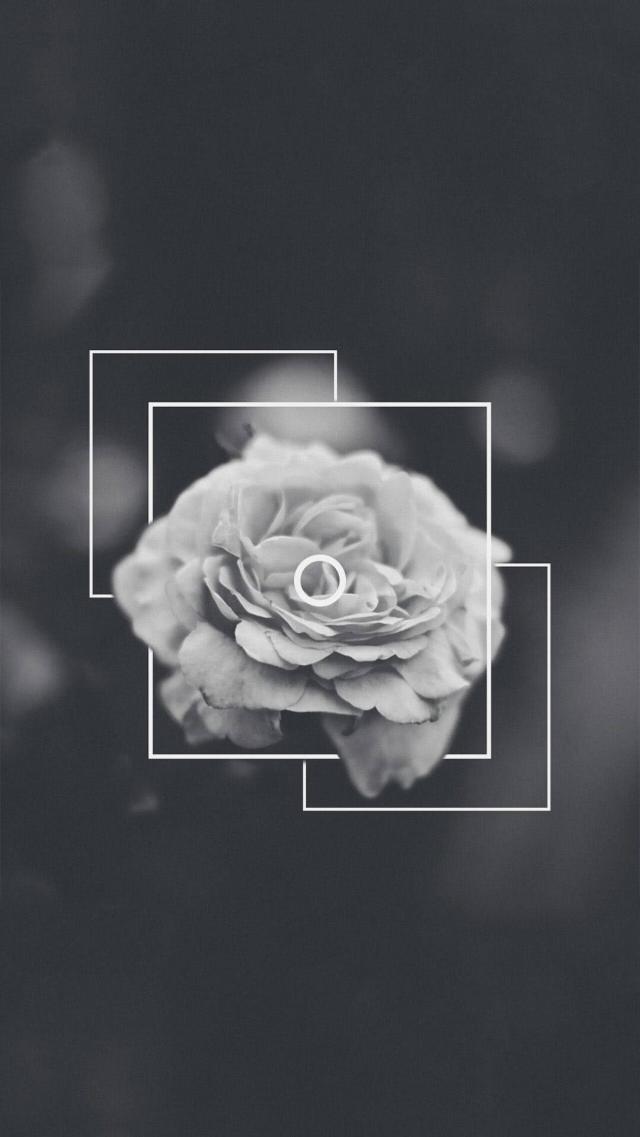 Roses - Black and White Photo