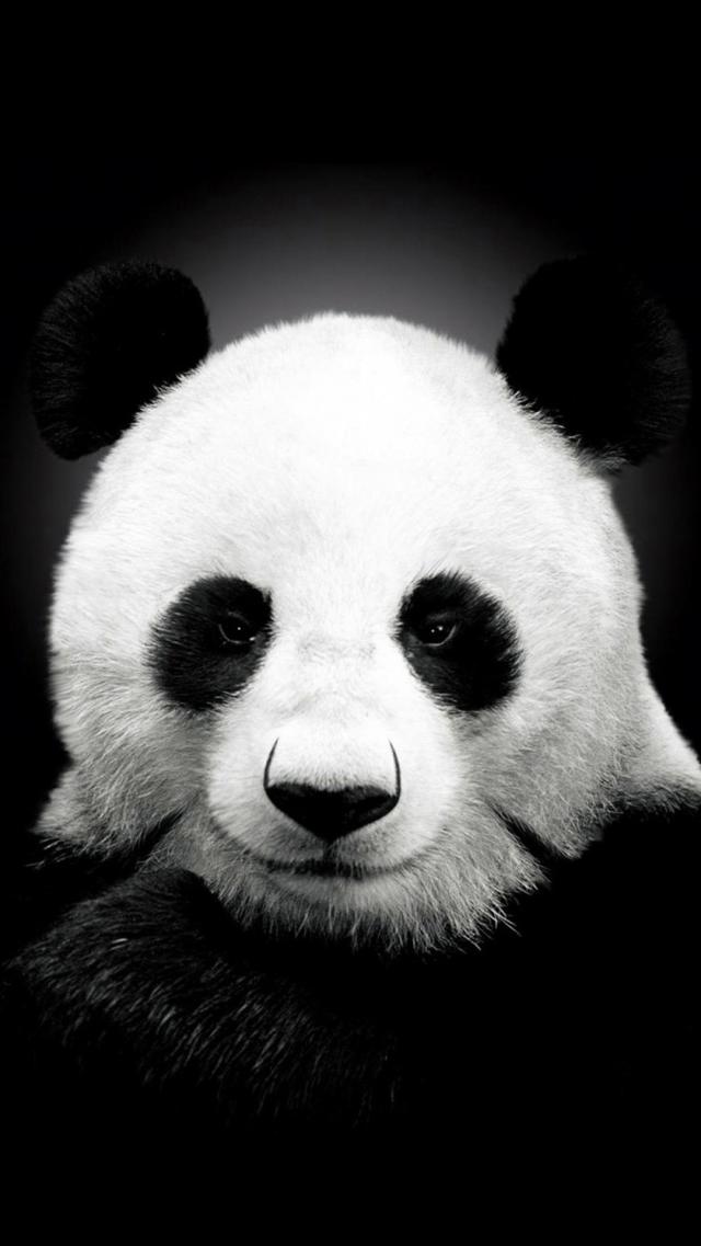 Panda Animal iPhone Wallpaper
