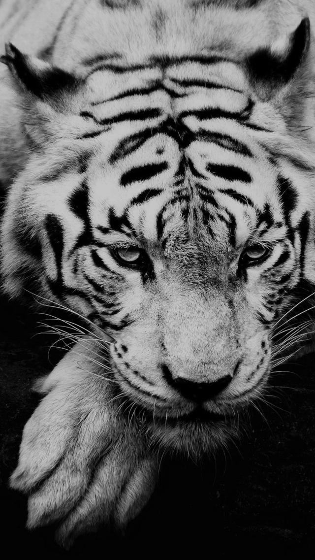 White Tiger, Monochrome