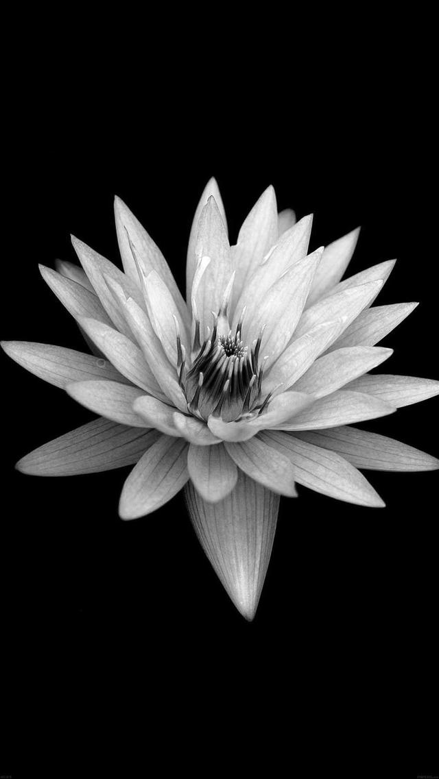 Monochrome Flower