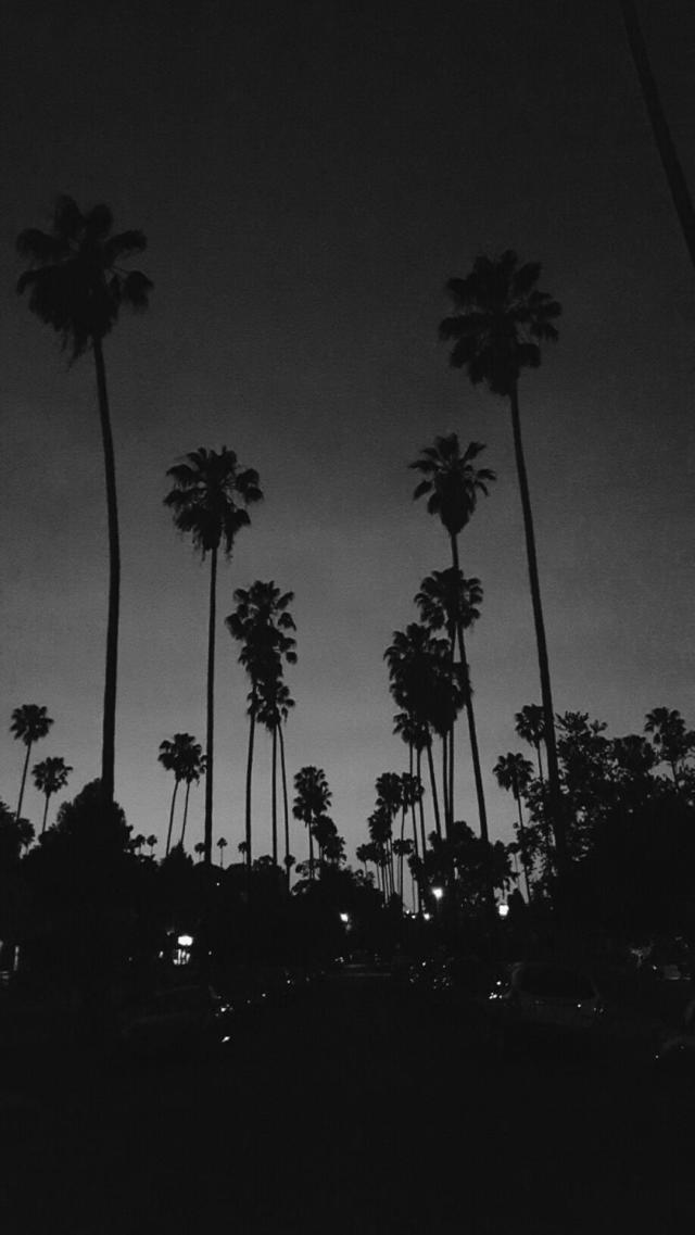 Palm Trees Monochrome Photo