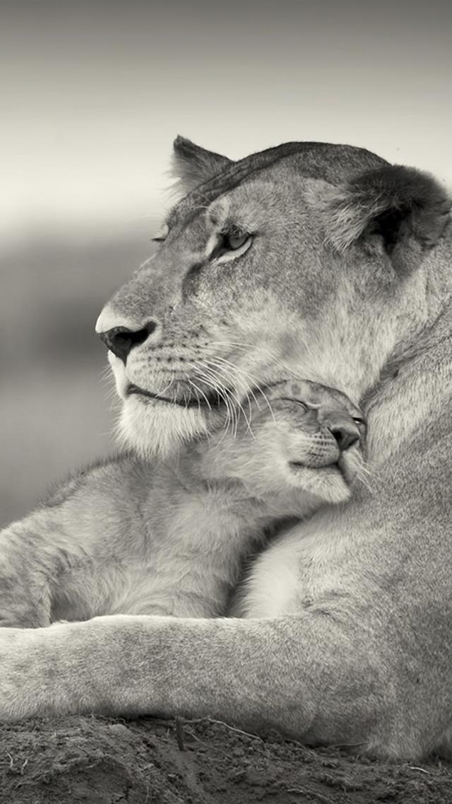 Lion Father and Son
