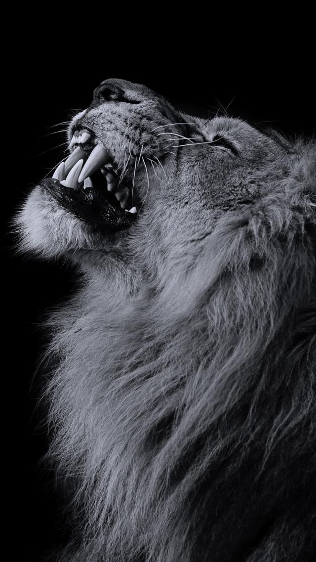 Lion(Monochrome)